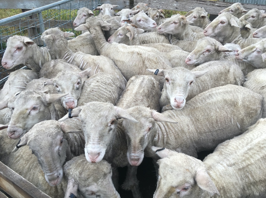 Merino Wethers x 500 Livestock Sheep Wethers For Sale